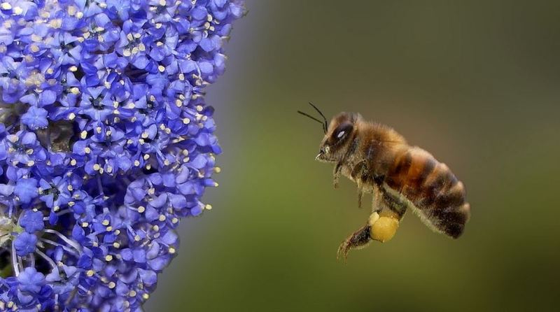 honeybees_facts_robobees
