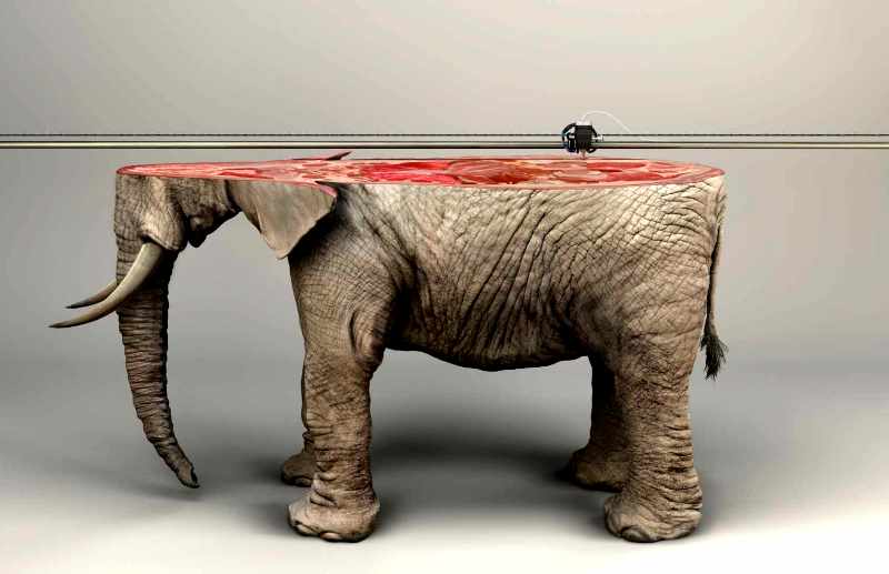 ifaw_elephant_ad
