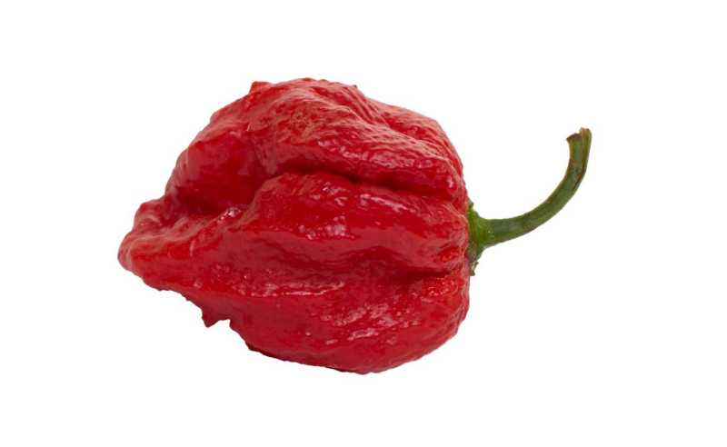 world-hottest-pepper-Barrackpore-8