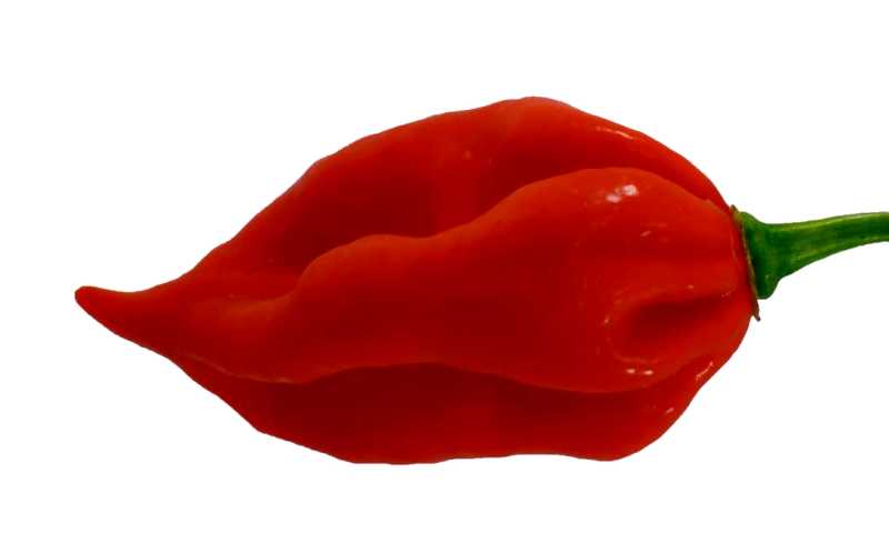 world-hottest-pepper-Naga-Viper-6