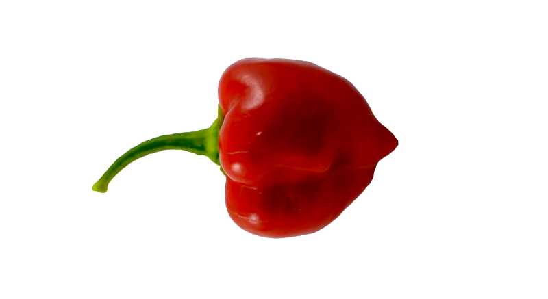 world-hottest-pepper-Savina-habanero-10