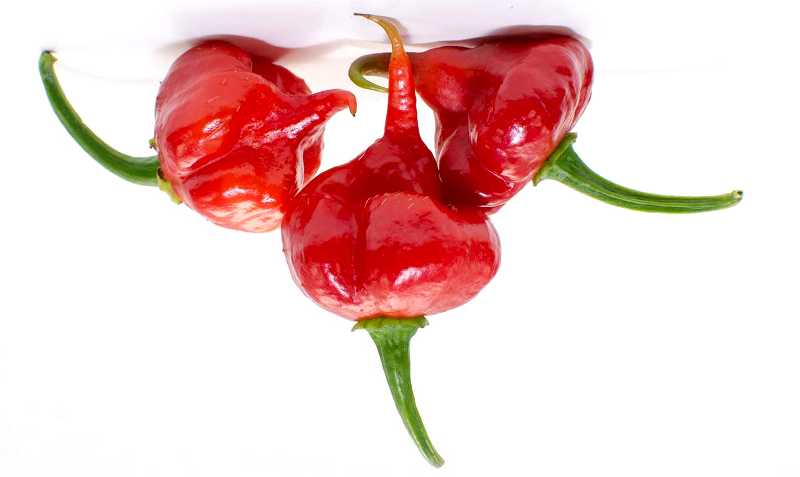 world-hottest-pepper-Trinidad-Scorpions-5