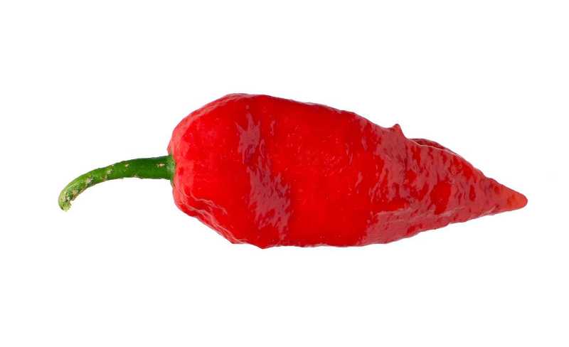 world-hottest-pepper-bhut-jolokia